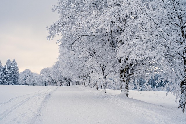 Snow-covered trees lining a path